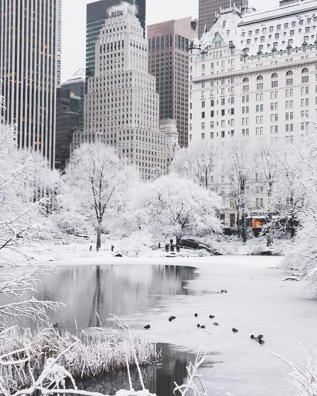 New York Winter Snowbird Season White Streets Snow